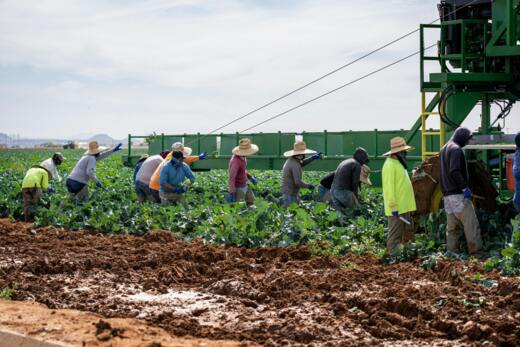 Health Precarity and the Caribbean Migrant Worker
