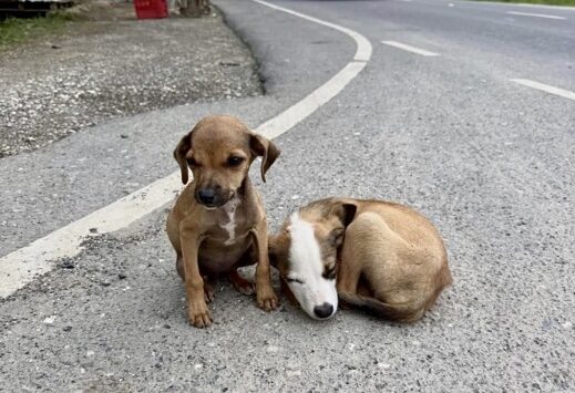 Caribbean Animal Welfare: A call for change